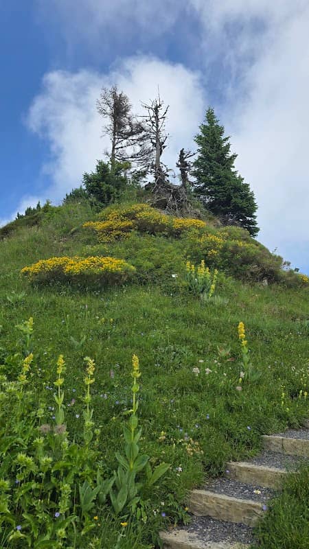 Botanischer Alpengarten Schynige Platte - Image 2