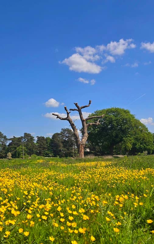 Bartonsham Meadows - Image 2