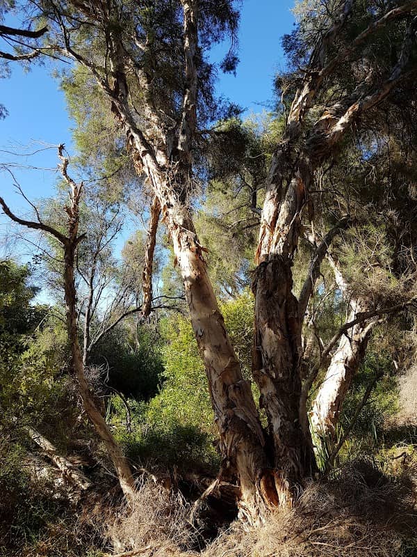 The Paperbark Walk - Yanchep NP - Image 1
