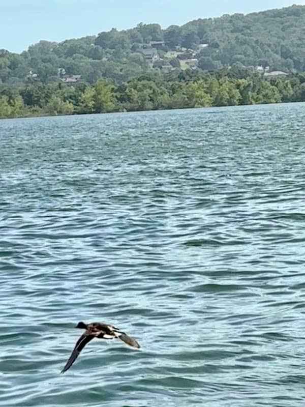 The Cliffs @ Table Rock Lake - Image 3