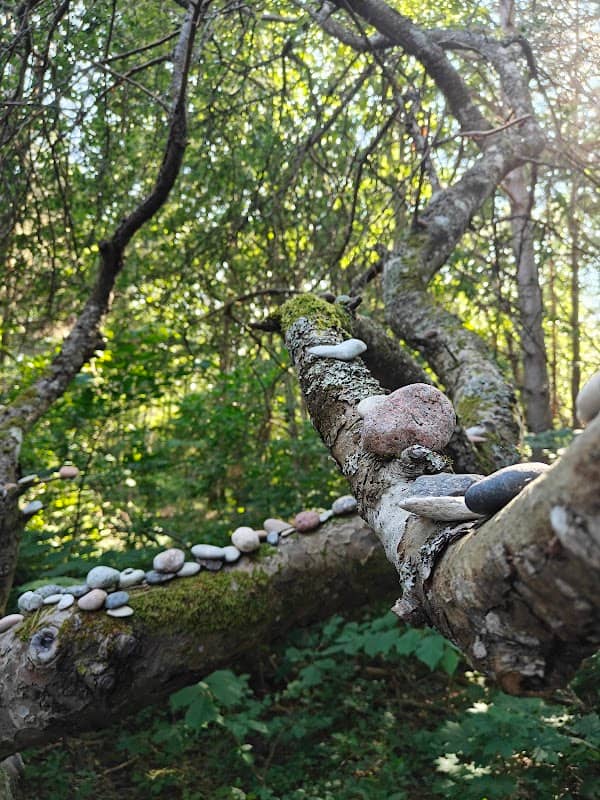 Kiviõunapuu - Image 1