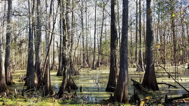 Cypress Lakes Preserve - Image 2
