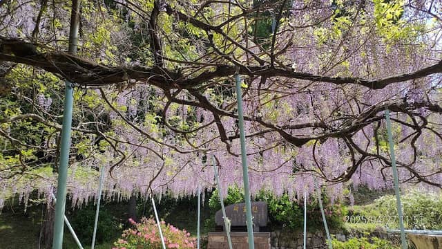 Wisteria at Furuko Falls - Image 1