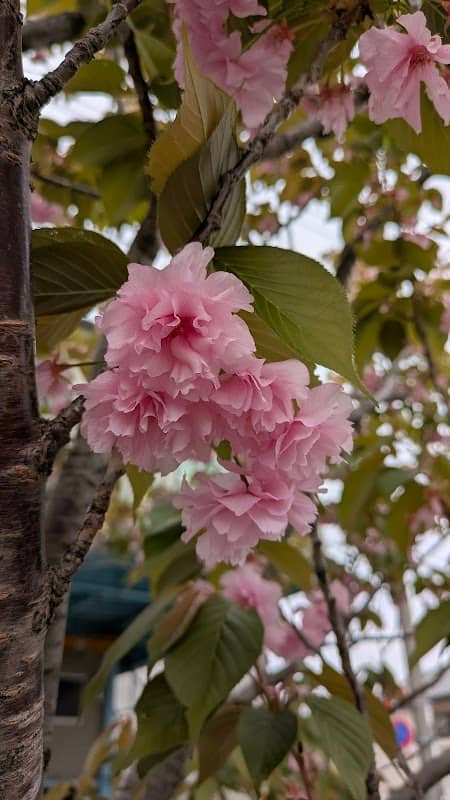 関山桜(カンザンザクラ) - Image 2