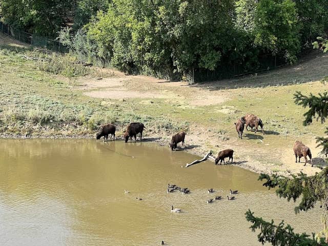 Bison - Image 1