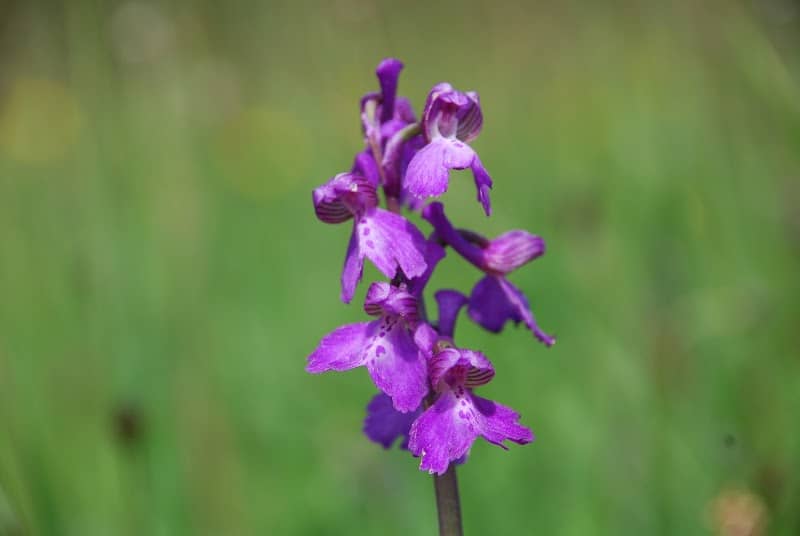 Clarke’s Pool Meadow SSSI Nature Reserve - Image 2