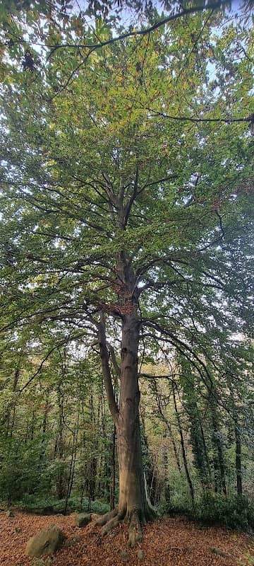 Riserva naturale del Bosco del Vaj - Image 2
