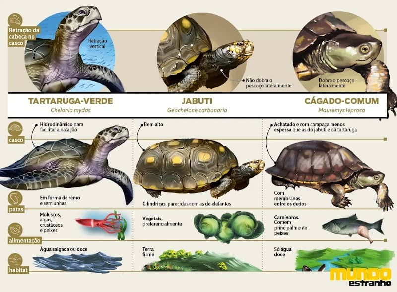 Tartarugas do Futuro - Image 1