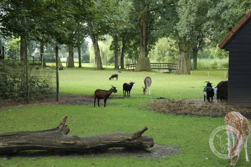 St. Dierenweide Nieuwe Pekela - Image 1
