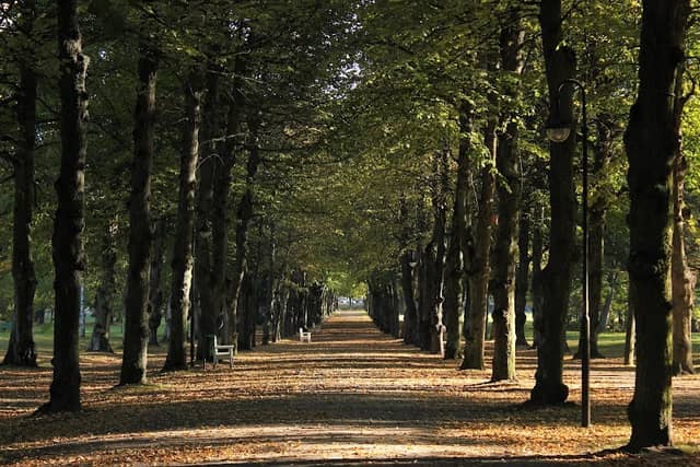Boulognerskogen - Image 2