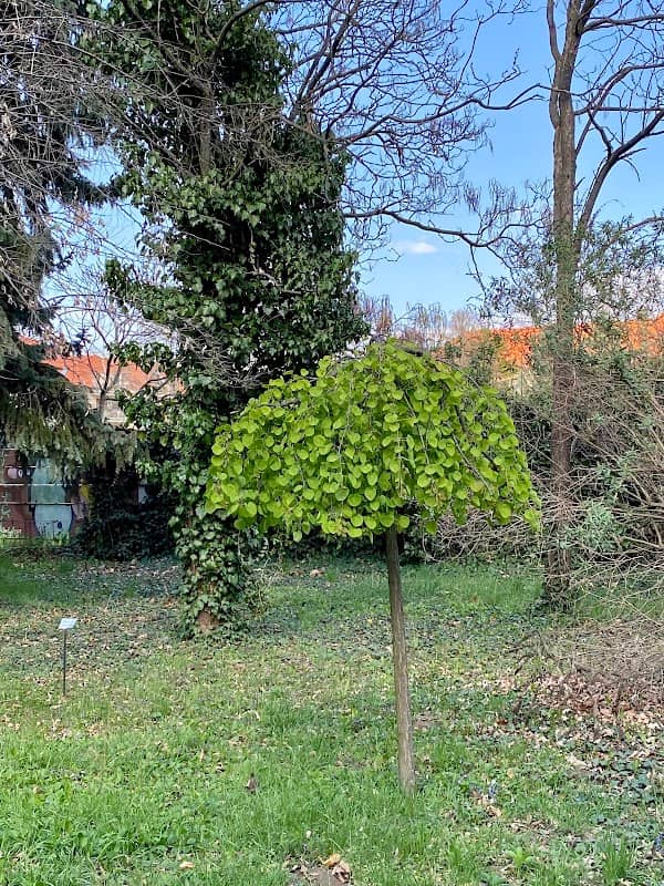 Náučný chodník Bývalá Botanická záhrada - Image 2