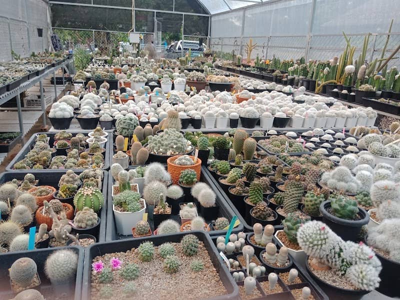 Mona Cactus - Image 2