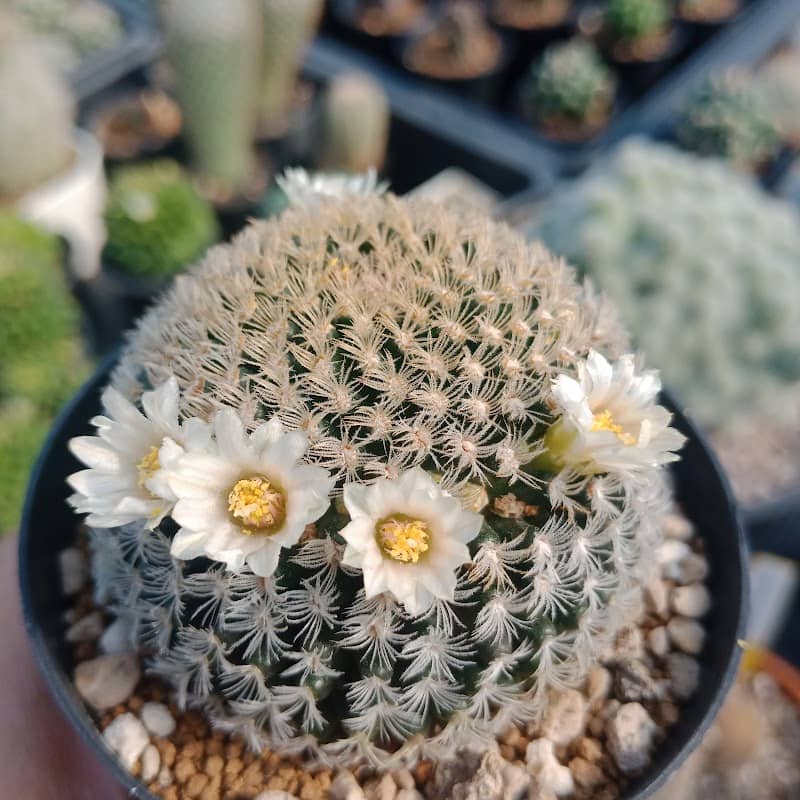 Mona Cactus - Image 1