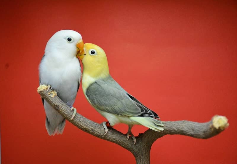 NS Aviary - Image 1