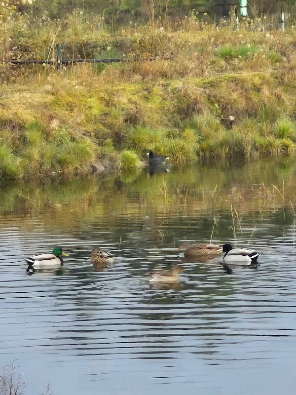 Fernhill Wetlands Visitor Station - Image 1
