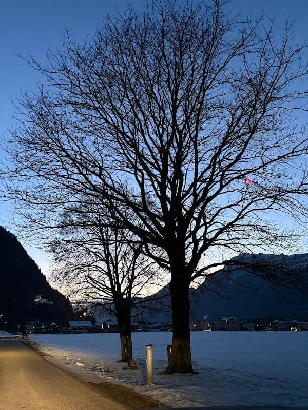 Baum des Friedens - Image 1