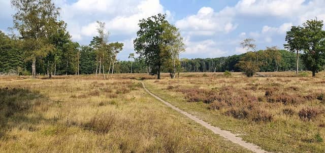 Mosterdveen - Image 1