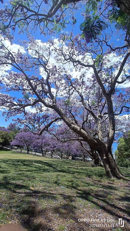 Hogben Park Jacarandas - Image 2
