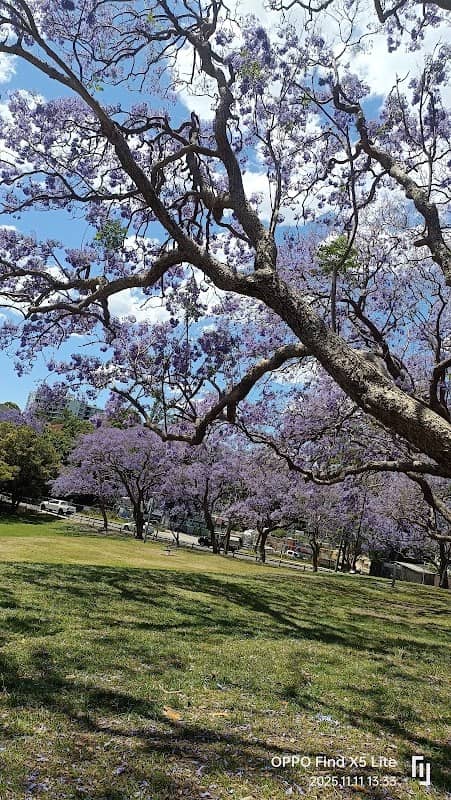 Hogben Park Jacarandas - Image 1