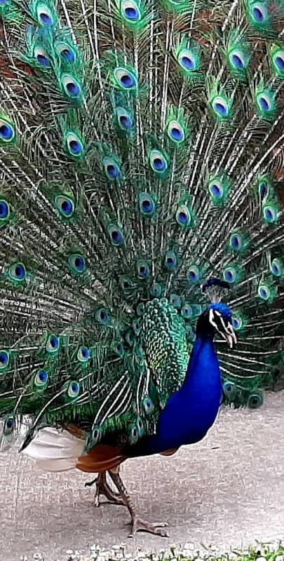 Bluebird Gap Farm - Image 2