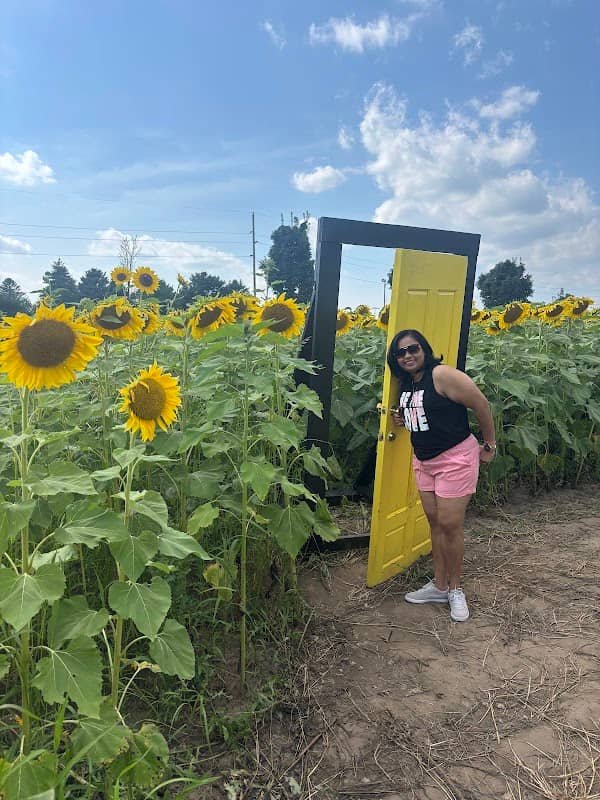 Farmer Aaron's sunflower field - Image 2