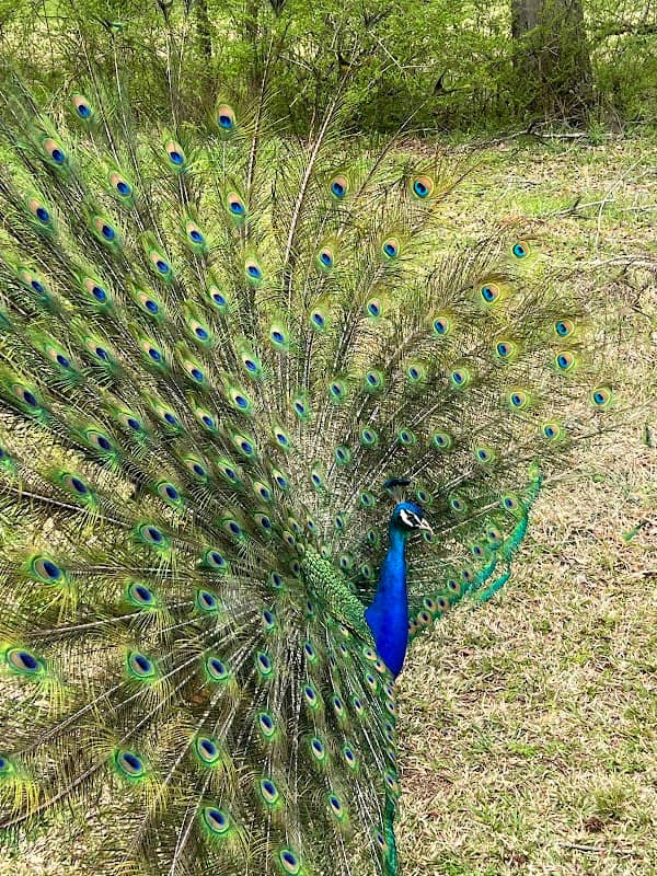 Noah's Ark Animal Sanctuary - Image 2
