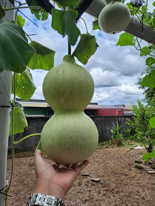 Great Gourd Herbal Garden - Image 2