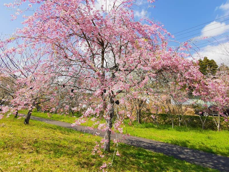Fujisan Sakura no Sono - Image 1