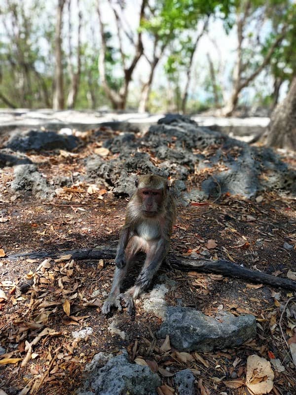 Goa Tourism Monkey - Image 1