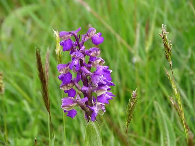 National Trust - Sutton Lane Meadows - Image 2