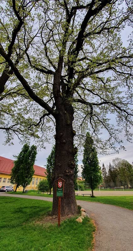 Frühaufův dub - Image 1
