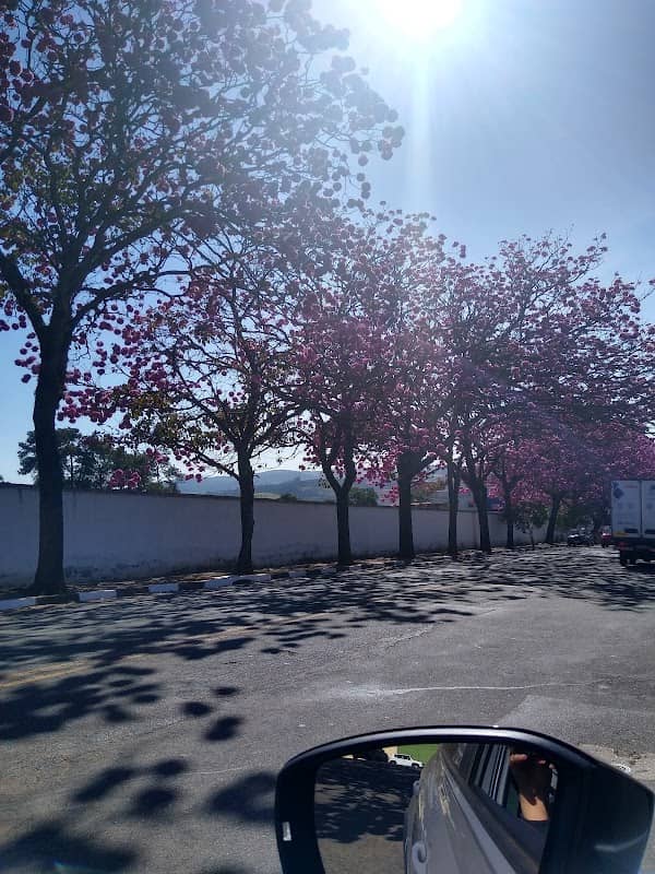 Ipês Rosa🌸🌸🌸 - Image 1