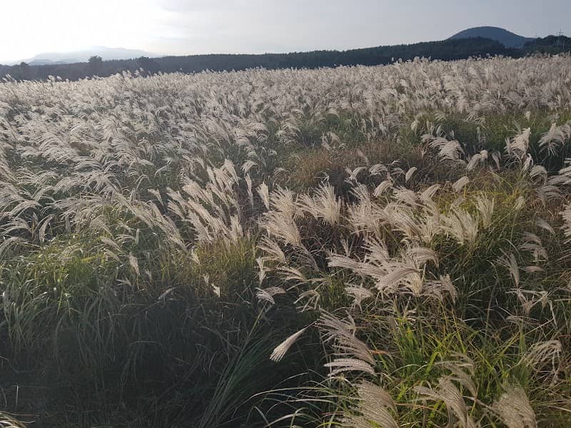 Field of Eulalia - Image 1