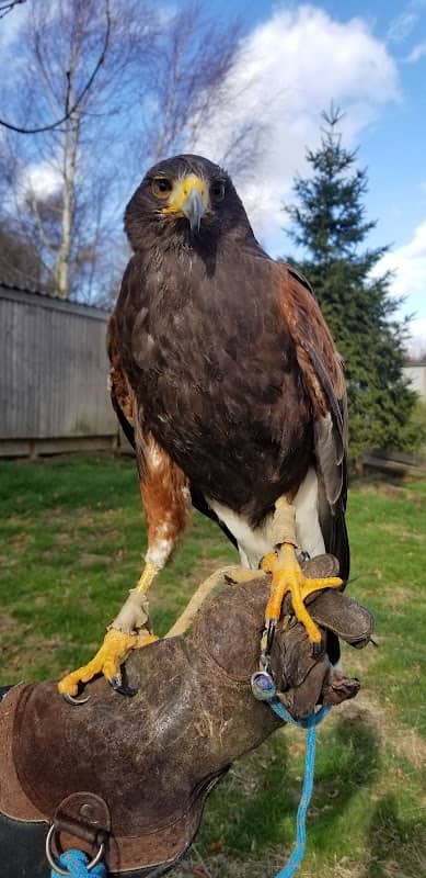 Simon Tebbutt Falconry - Image 1