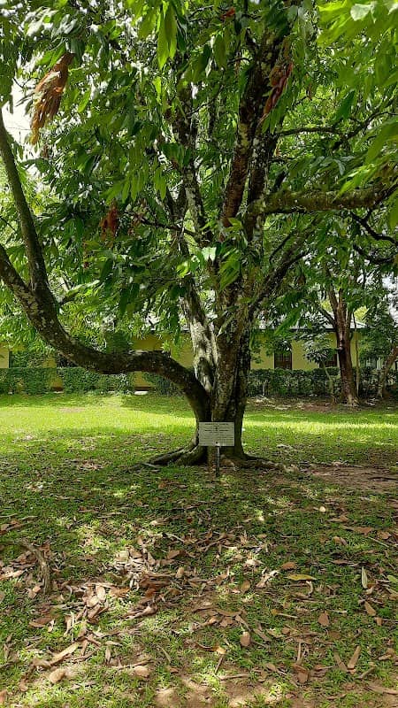 Amherstia Nobilis Tree - Image 2