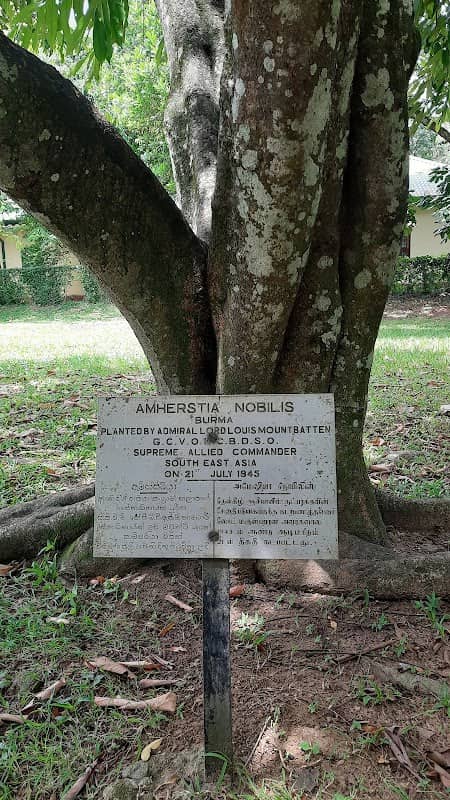 Amherstia Nobilis Tree - Image 1