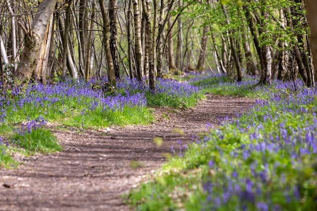 Bluebell Fields Kings Woods - Image 1