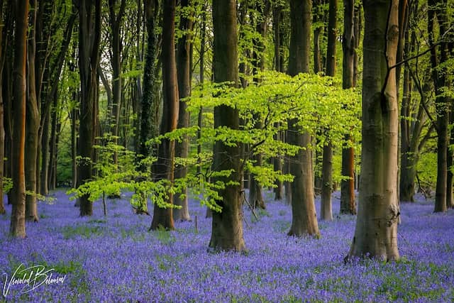 Bluebell Fields Kings Woods - Image 2
