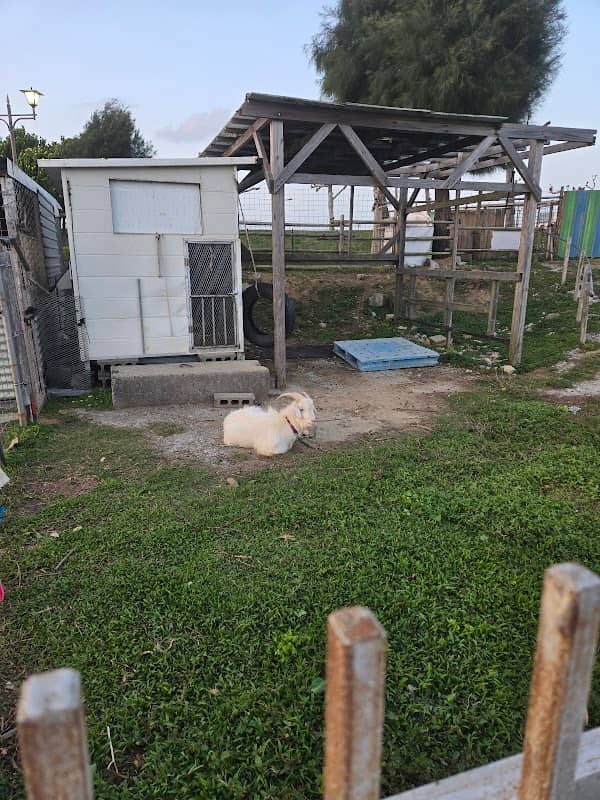 Goat House - Image 1