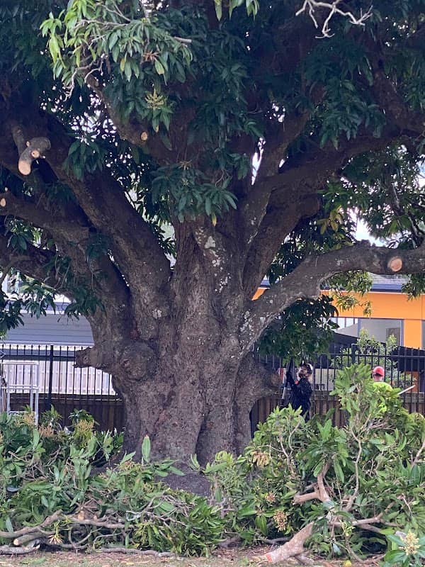 Park Ridge Historical Mango Grove - Image 2