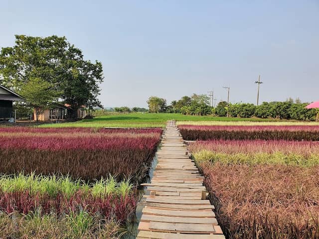 Rainbow Rice บ้านซาง - Image 1