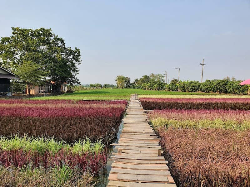 Rainbow Rice บ้านซาง - Image 1