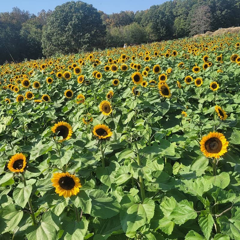 Rowe Crop Farm Corn Maze & Pumpkin Patch - Image 2