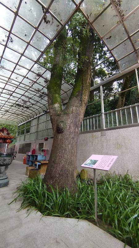 百年楓香 - Image 1