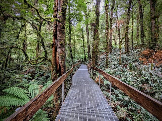 Rainforest Gallery - Image 2