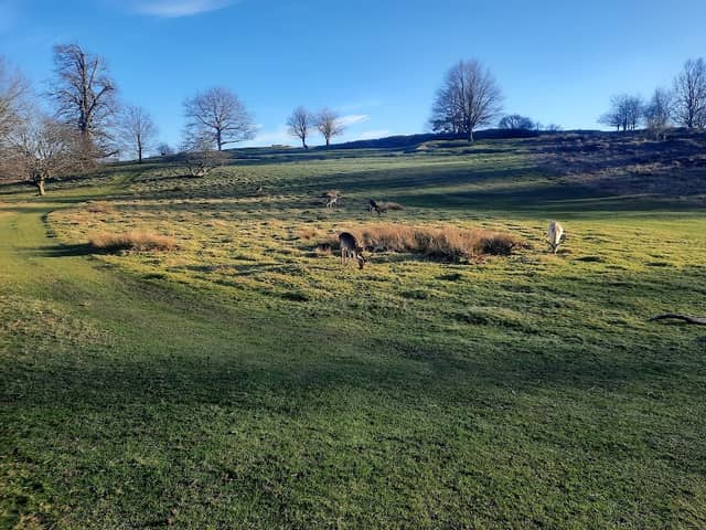 Knole Park Duchess Walk Entrance - Image 3