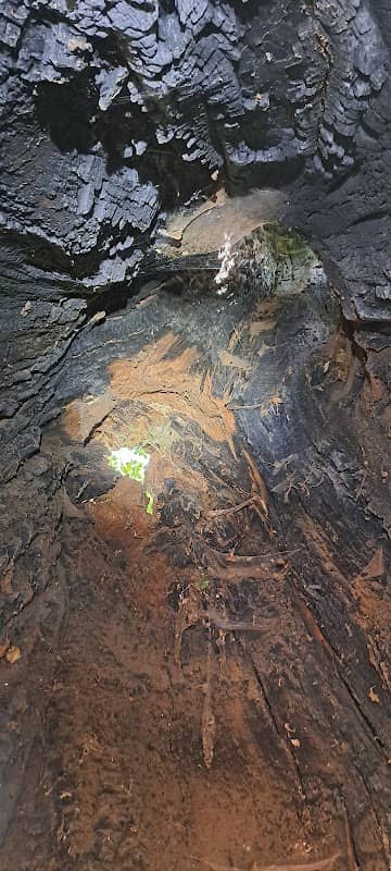 Hohle Eiche - Image 3