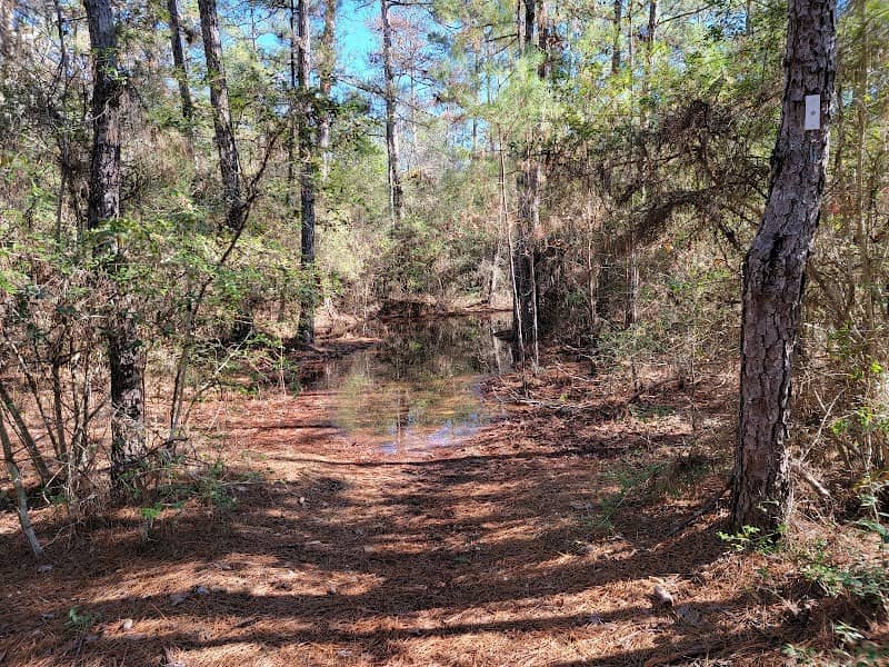 Lone Star Hiking Trail - Trailhead # 11 - Image 1