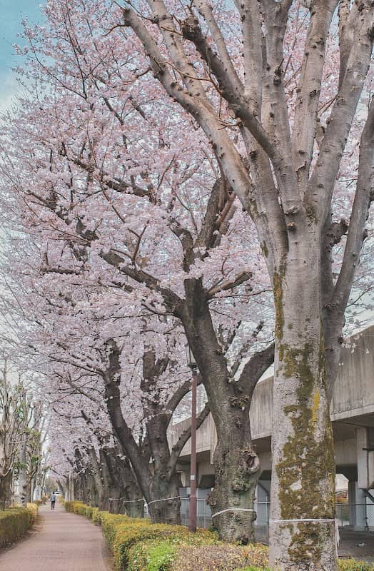 四季の径の桜並木 - Image 1