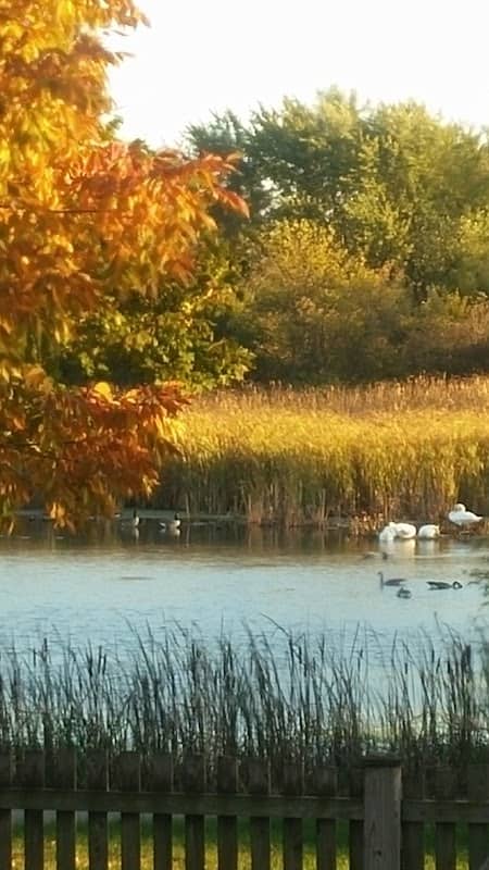 Orchard View Park - Image 2